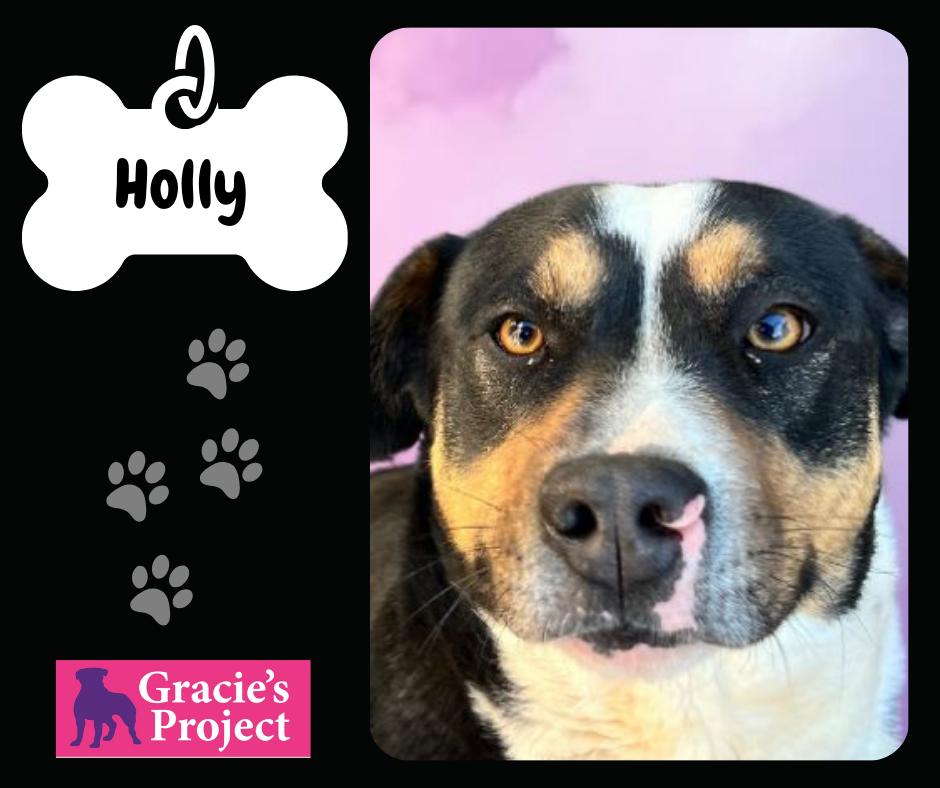 Holly, Adult Female Mixed Breed