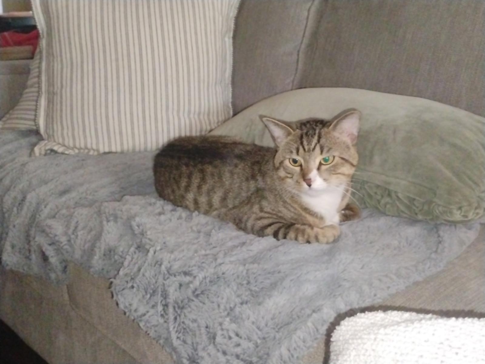 JoJo, Adoptable, Adult Male Domestic Short Hair.