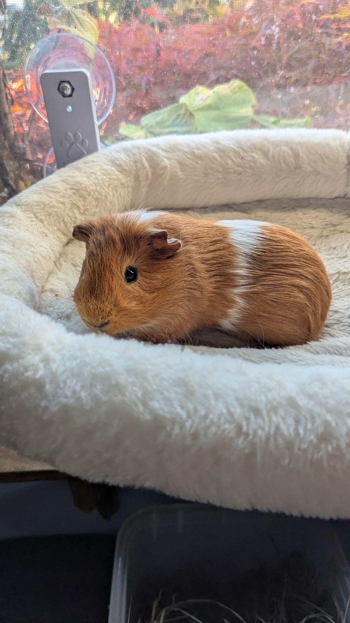 Apple Pie, Adoptable, Young Male Guinea Pig & Short-Haired.