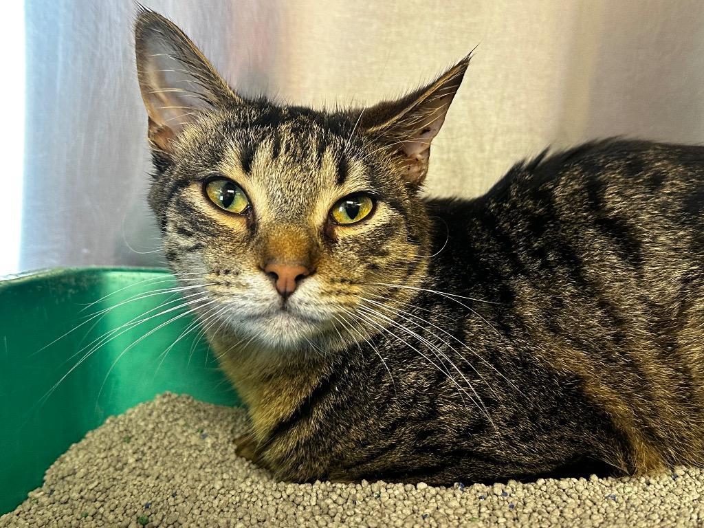 Enlarge Popeye, a Adoptable mixed breed in Jonesboro, AR image 1/1