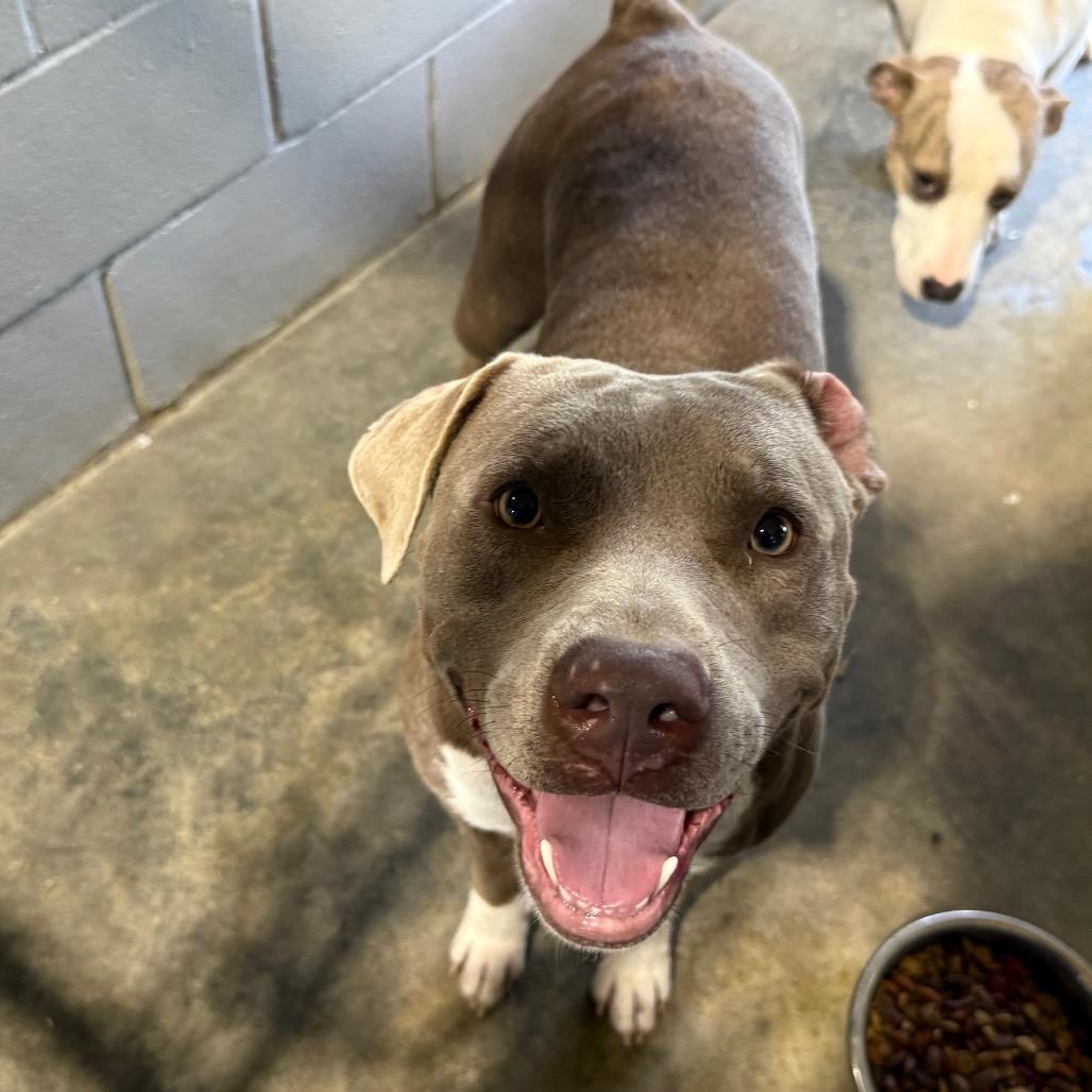 Bubba C 060603, Adoptable, Adult Male Pit Bull Terrier.