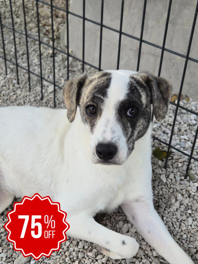Suki, a Adoptable mixed breed in Bolivar, MO image 2/5