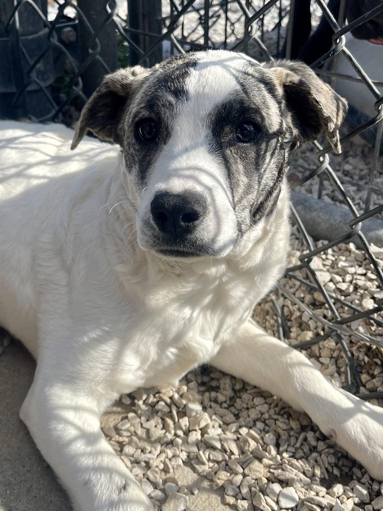 Enlarge Suki, a Adoptable mixed breed in Bolivar, MO image 2/3