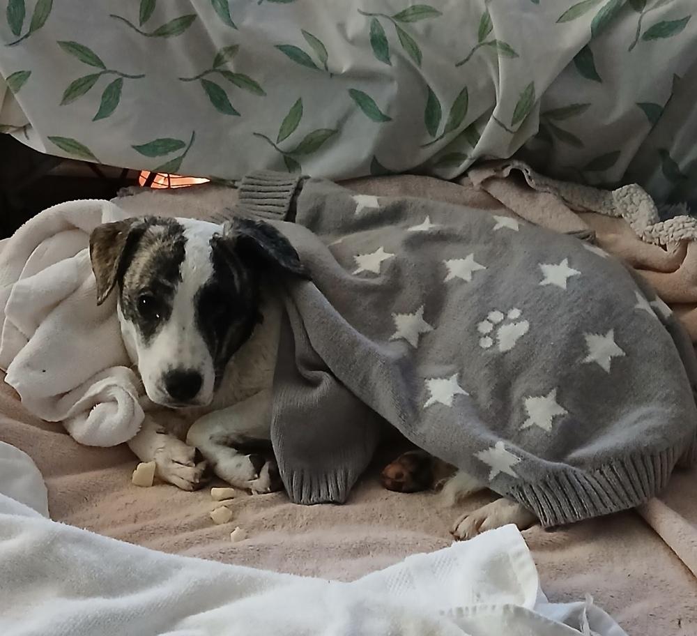 Suki — thumbnail 3