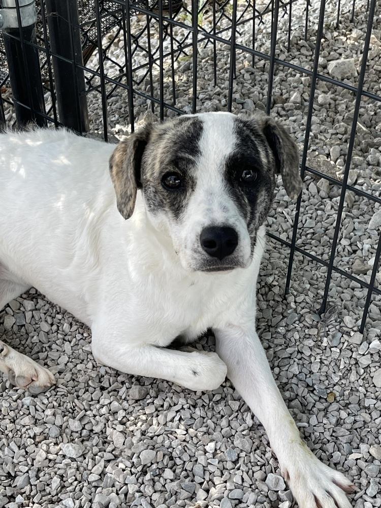 Suki, a Adoptable mixed breed in Bolivar, MO image 3/4