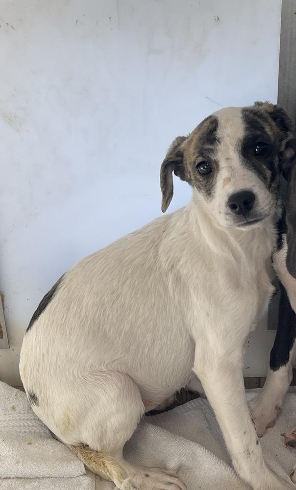 Suki — thumbnail 4