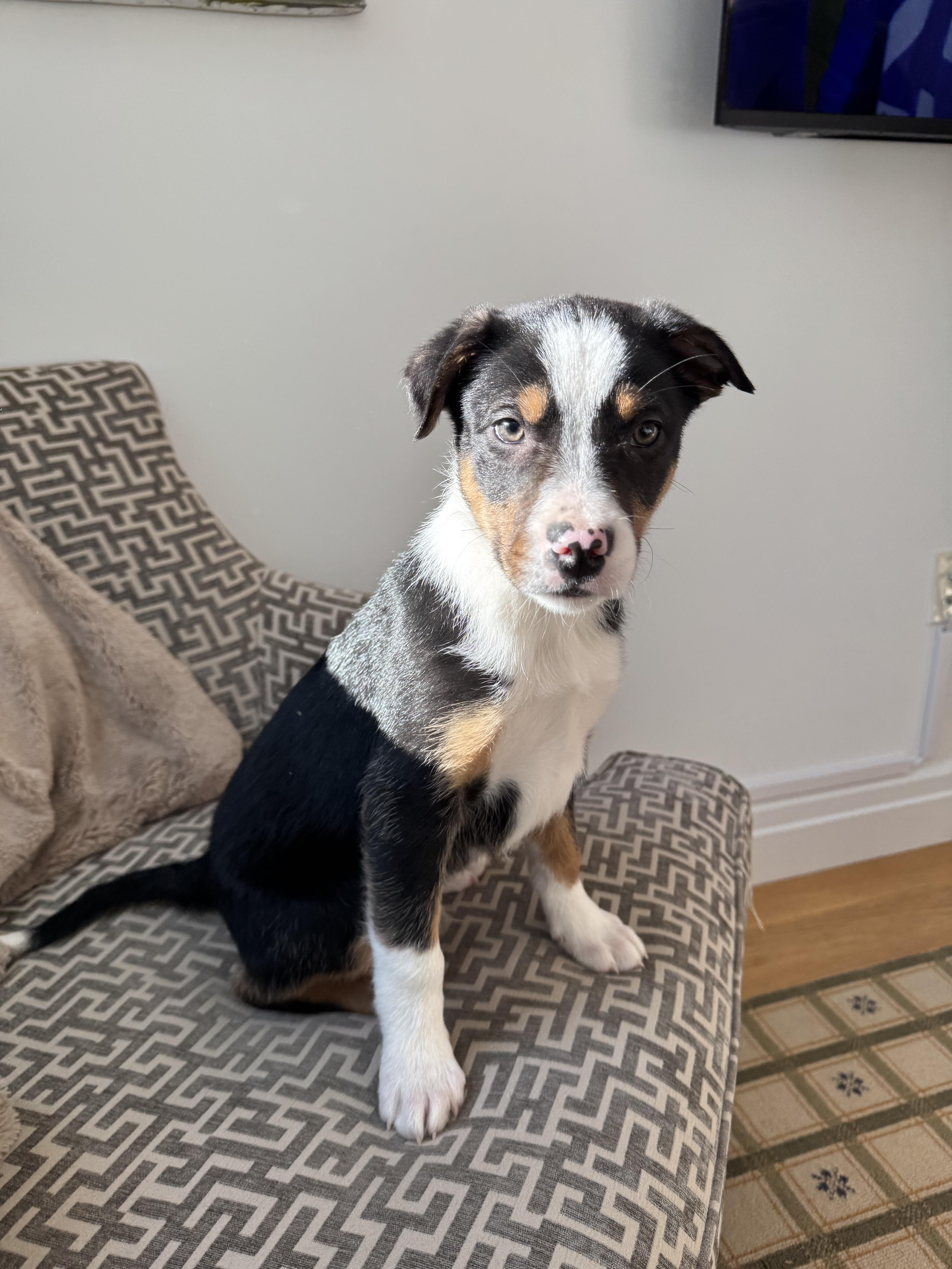Enlarge Scotty , an adopted Border Collie in South Amboy, NJ image 1/5