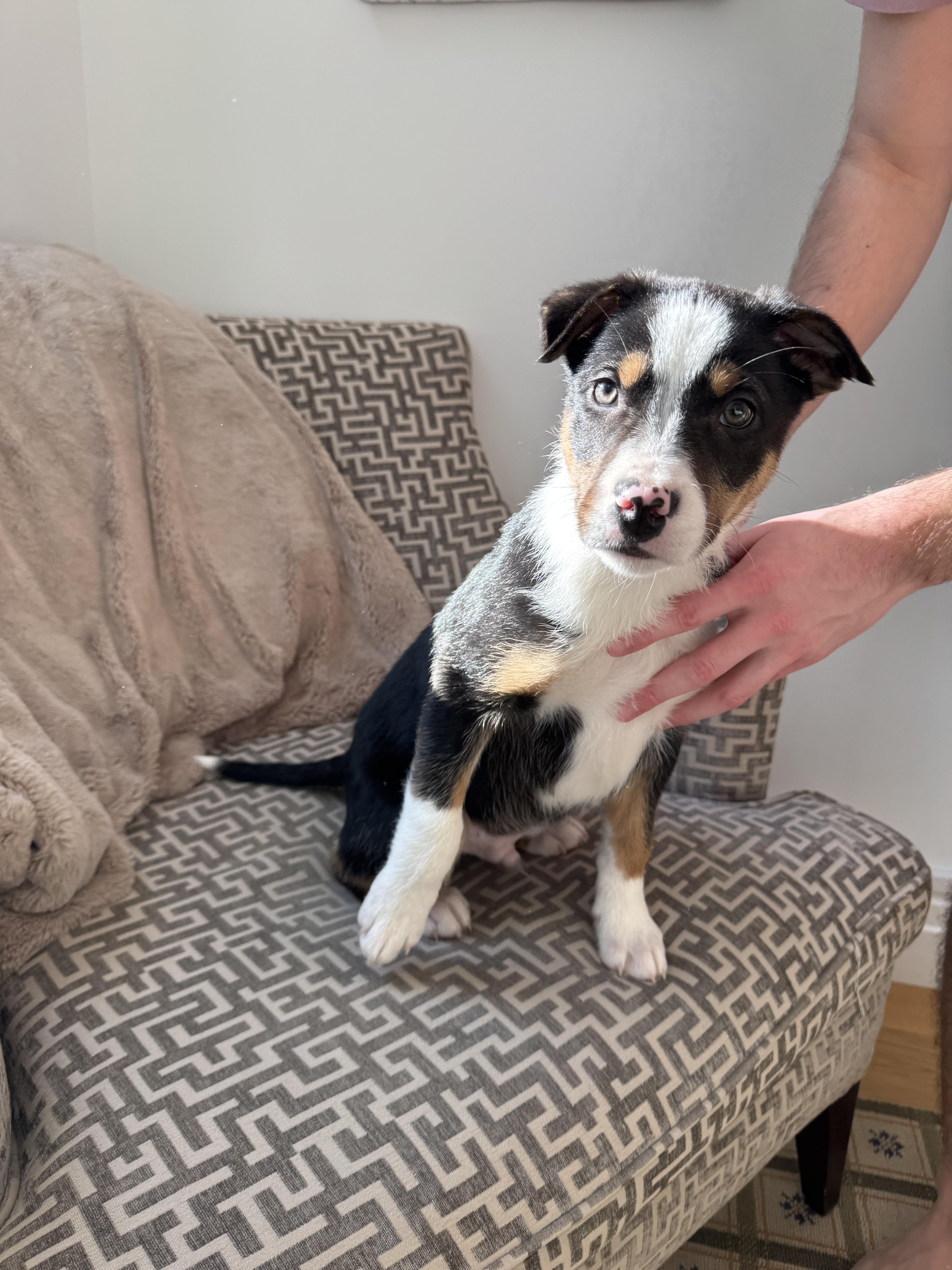 Enlarge Scotty , an adopted Border Collie in South Amboy, NJ image 3/5