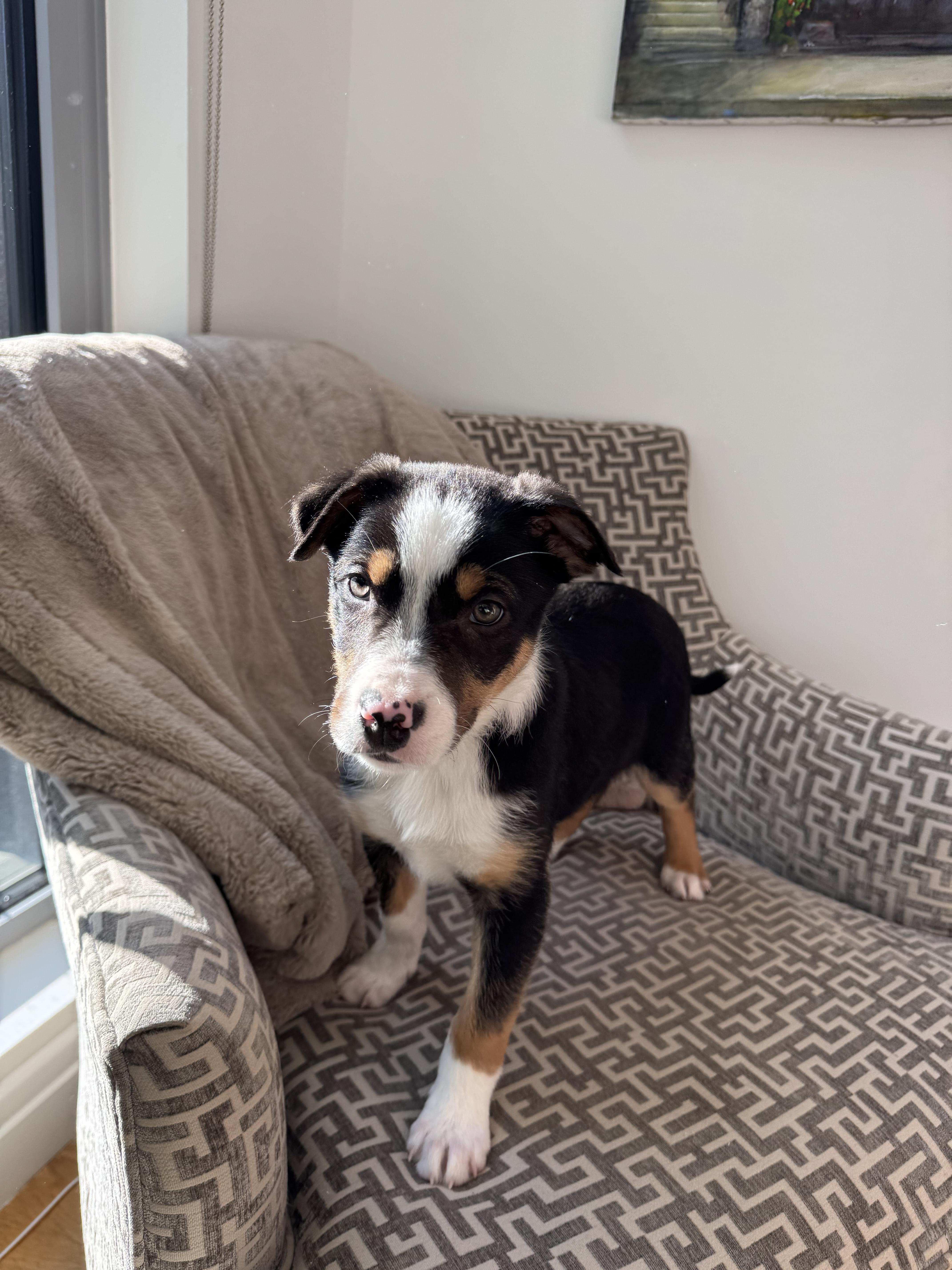 Enlarge Scotty , an adopted Border Collie in South Amboy, NJ image 2/5