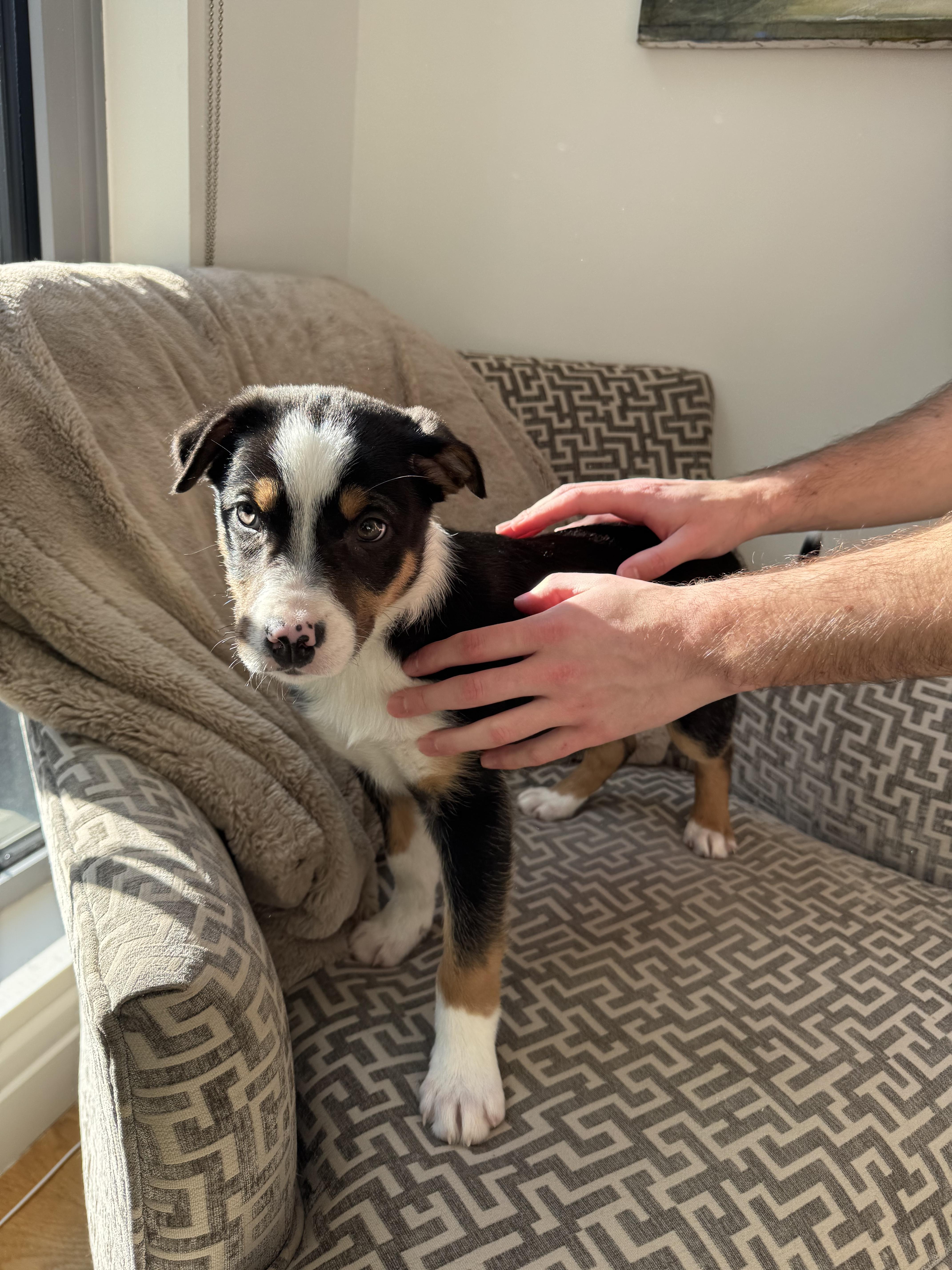 Enlarge Scotty , an adopted Border Collie in South Amboy, NJ image 4/5