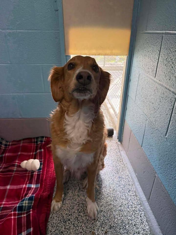 Enlarge Marvin, an adopted mixed breed in Wilmington, NC image 1/3