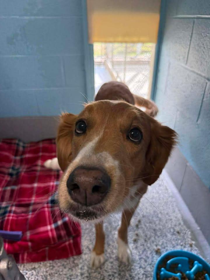 Enlarge Marvin, an adopted mixed breed in Wilmington, NC image 2/3