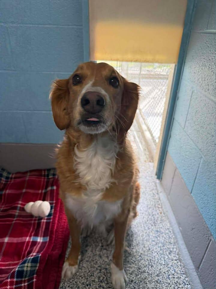 Enlarge Marvin, an adopted mixed breed in Wilmington, NC image 3/3