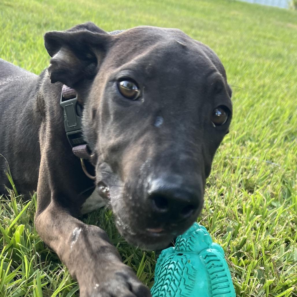 Enlarge Aspen, a Adoptable mixed breed in Aledo, TX image 1/6