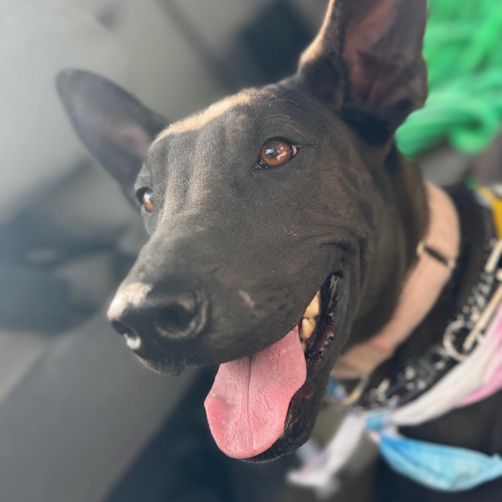 Aspen, Adoptable, Young Female Belgian Shepherd / Malinois & Cattle Dog.