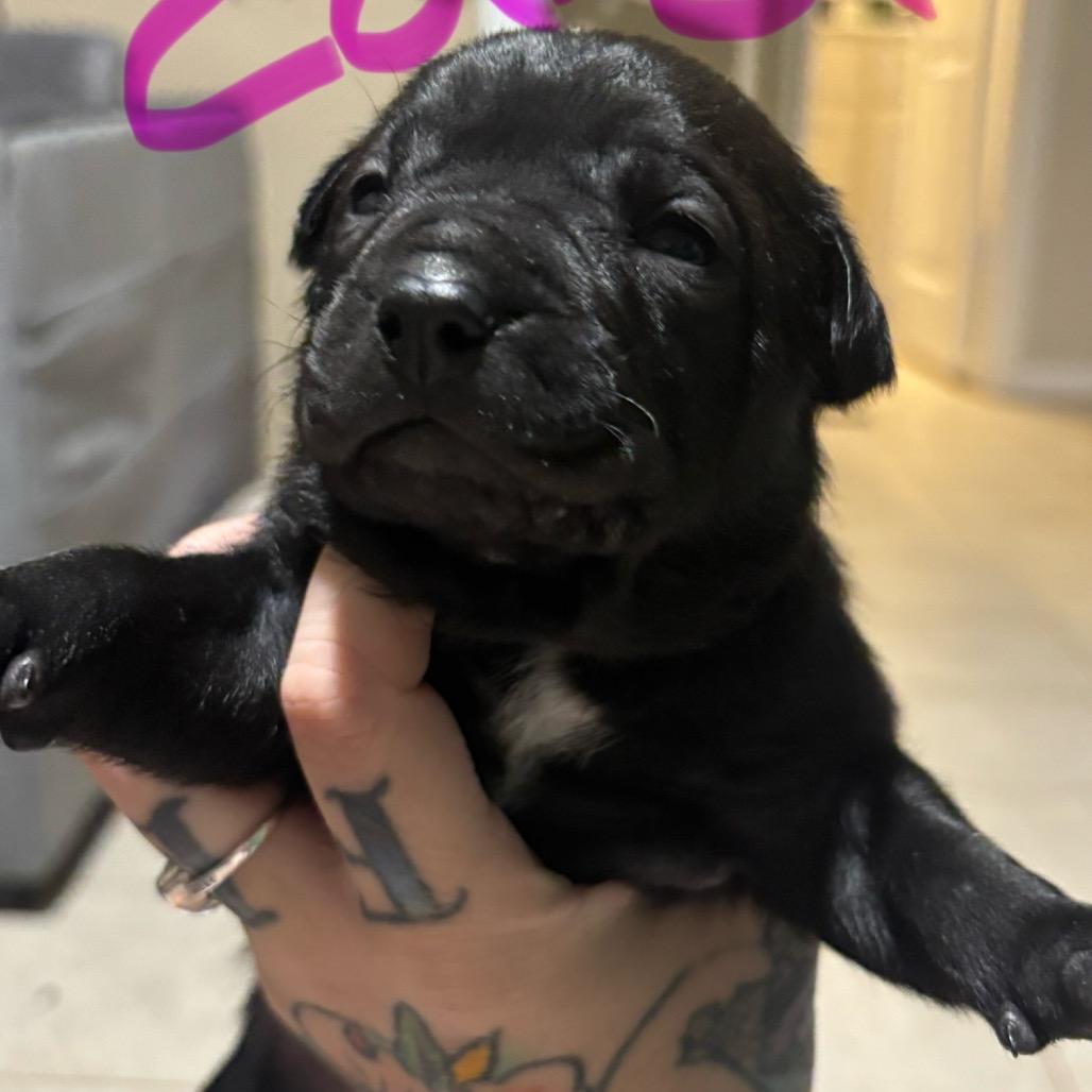 Enlarge Aspen, a Adoptable mixed breed in Aledo, TX image 2/6