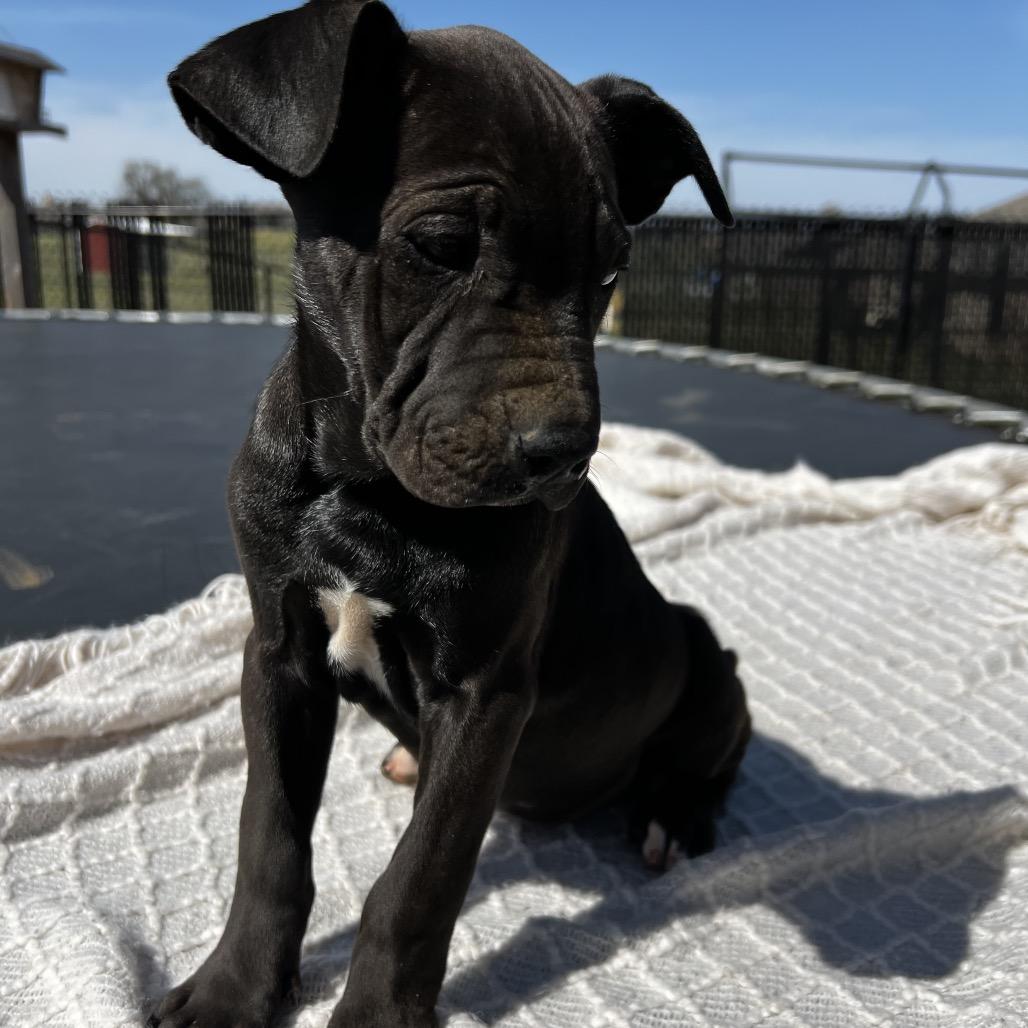 Enlarge Aspen, a Adoptable mixed breed in Aledo, TX image 3/6