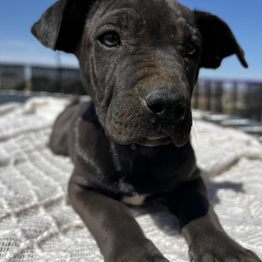 Enlarge Aspen, a Adoptable mixed breed in Aledo, TX image 4/6