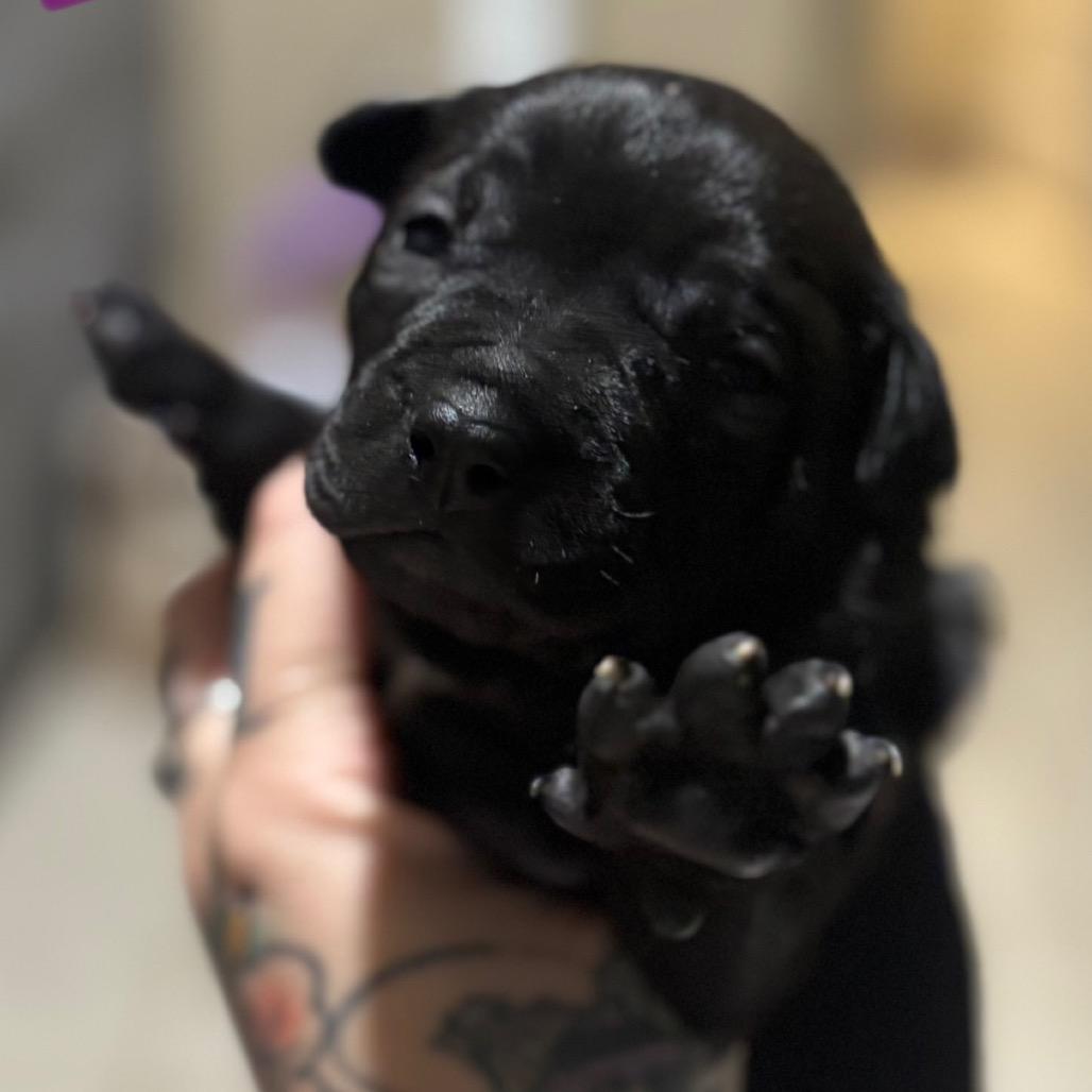 Enlarge Aspen, a Adoptable mixed breed in Aledo, TX image 5/6