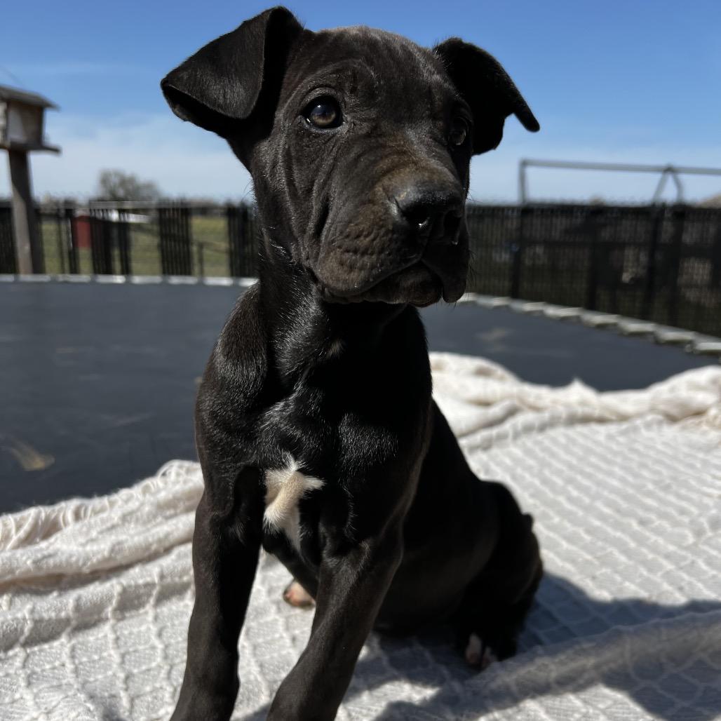 Enlarge Aspen, a Adoptable mixed breed in Aledo, TX image 6/6