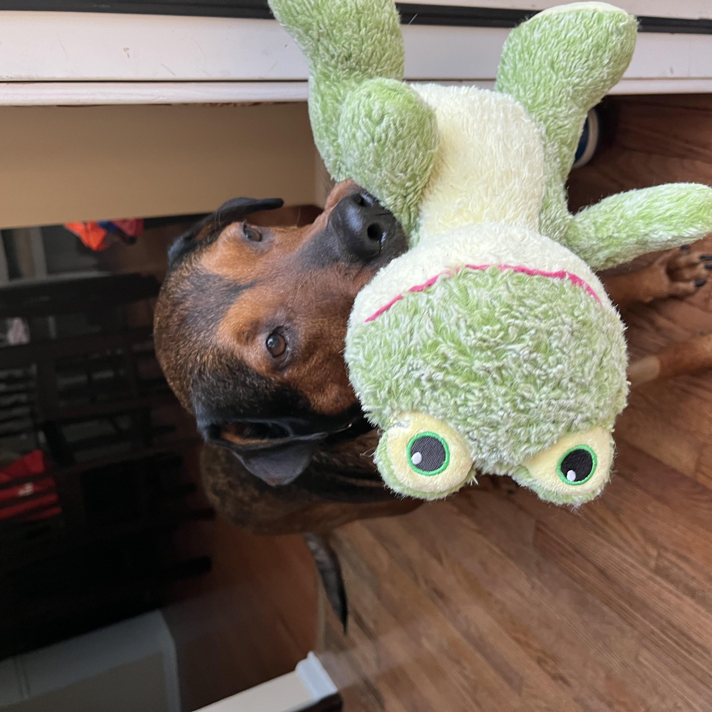 Enlarge Penny, a Adoptable mixed breed in Philadelphia, PA image 5/6