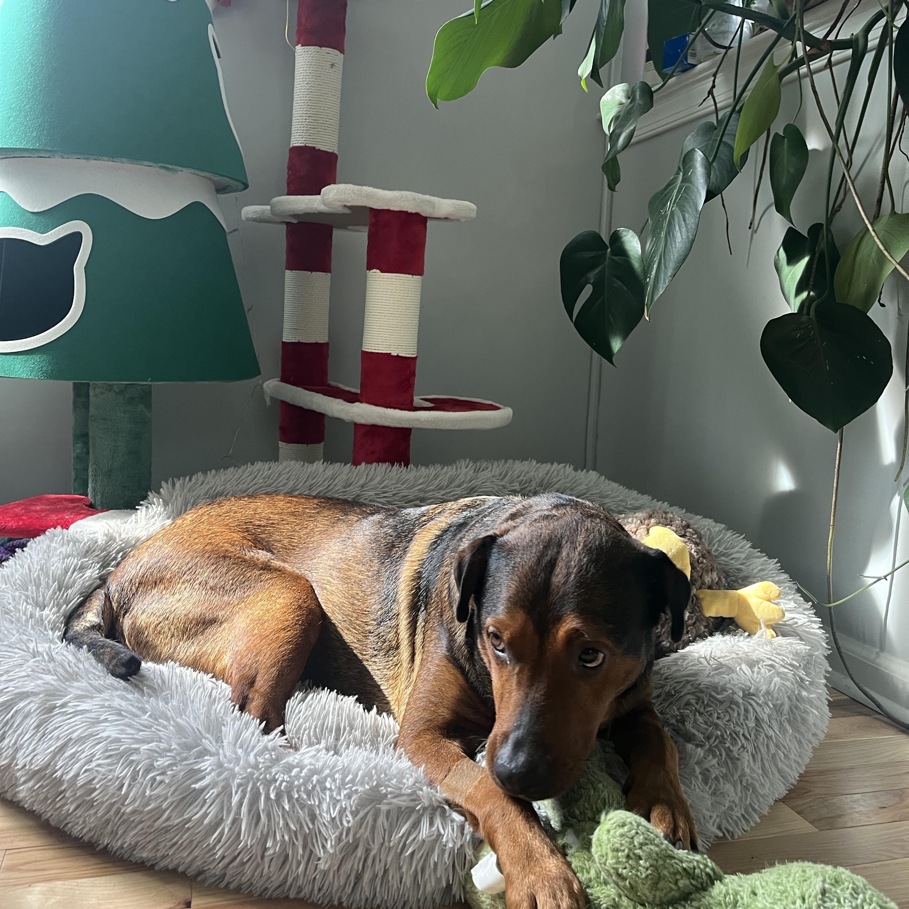 Penny, ADOPTABLE, Adult Female Doberman Pinscher.