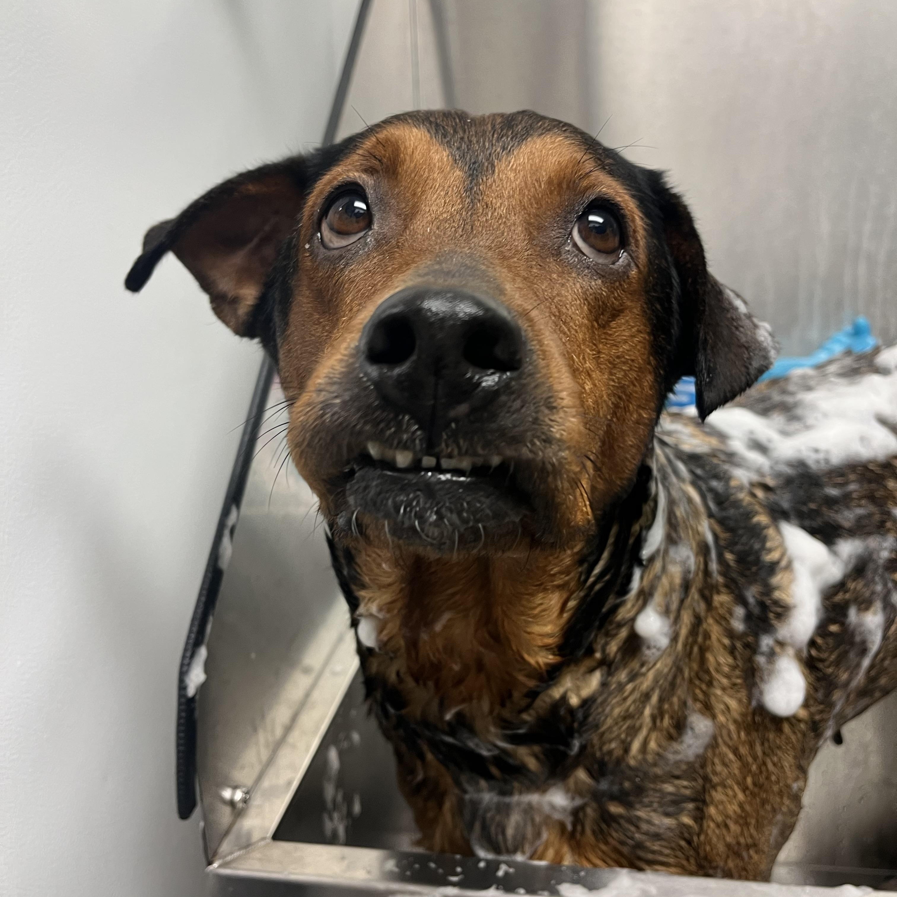 Enlarge Penny, a Adoptable mixed breed in Philadelphia, PA image 4/6