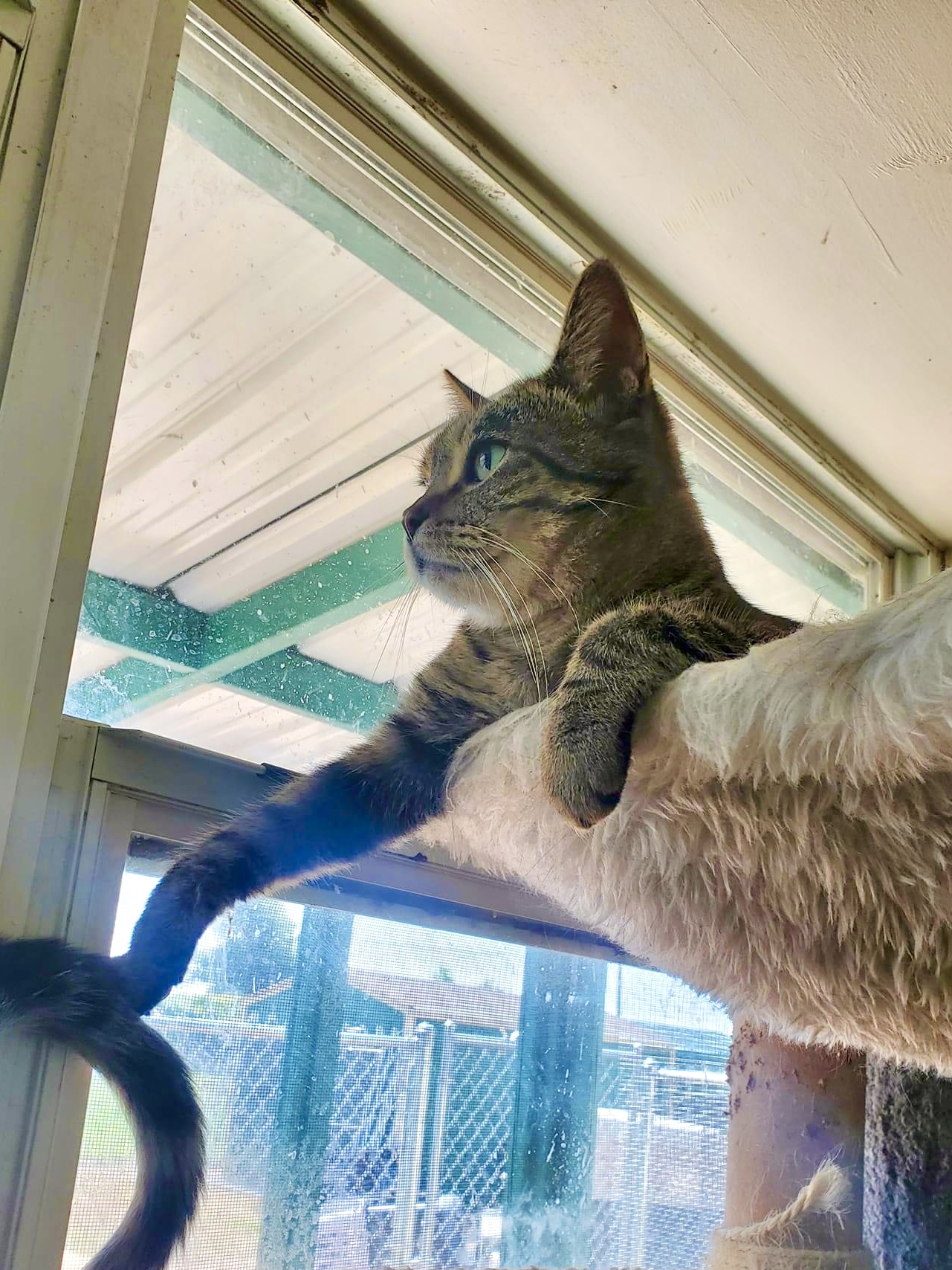 McKenzie — thumbnail 6