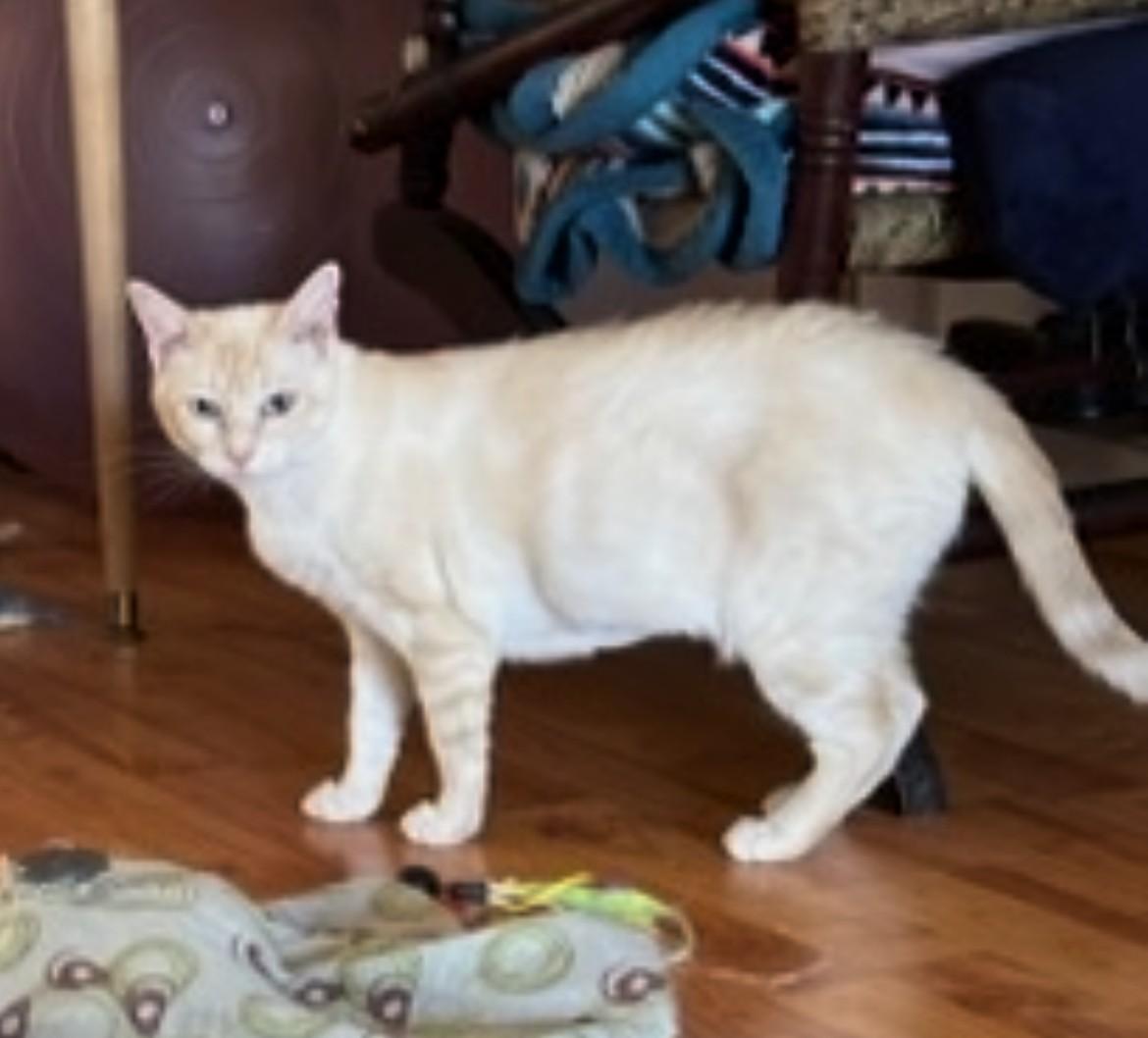 Daisy Lou (Bonded with Dafne)