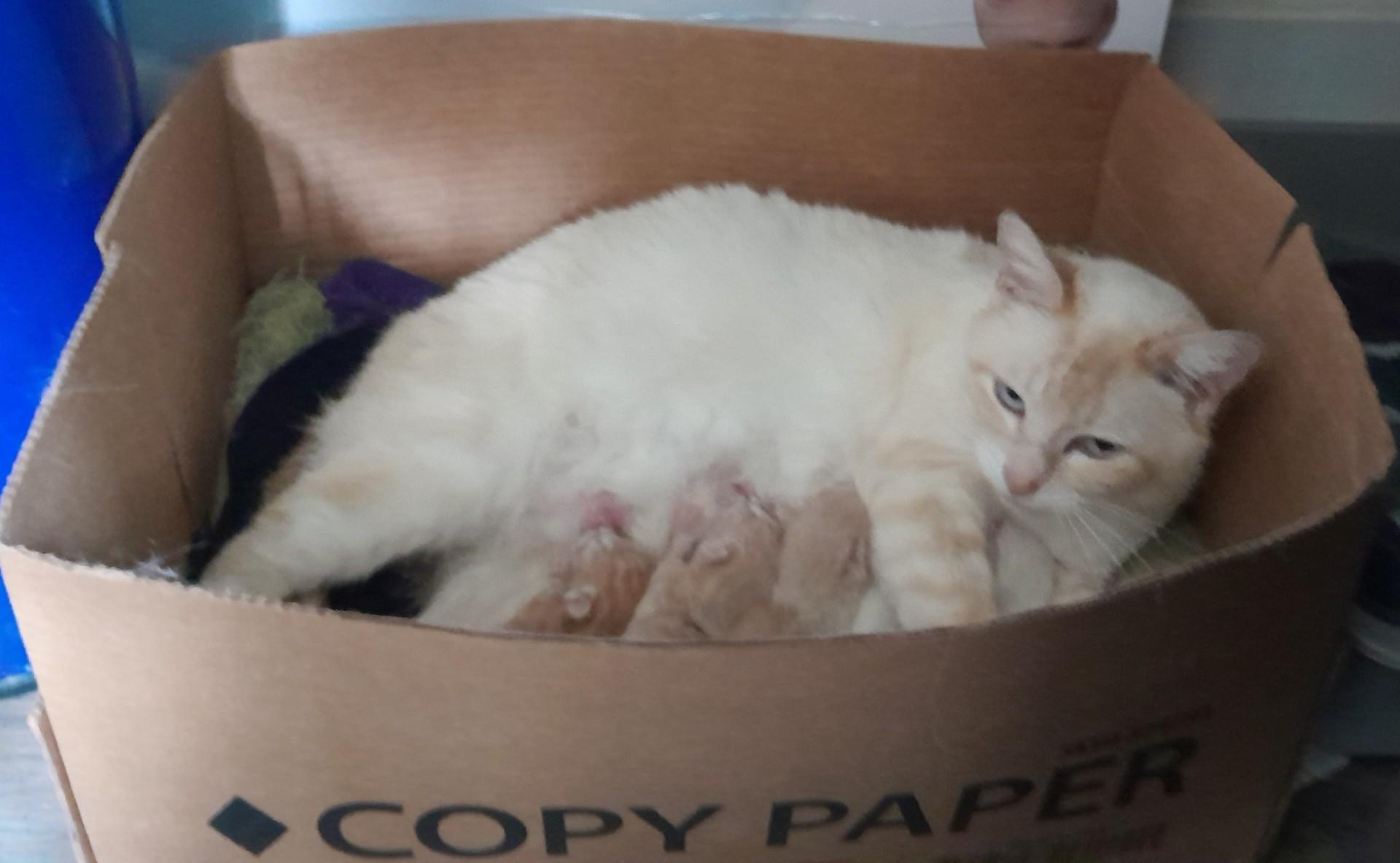 Daisy Lou (Bonded with Dafne)