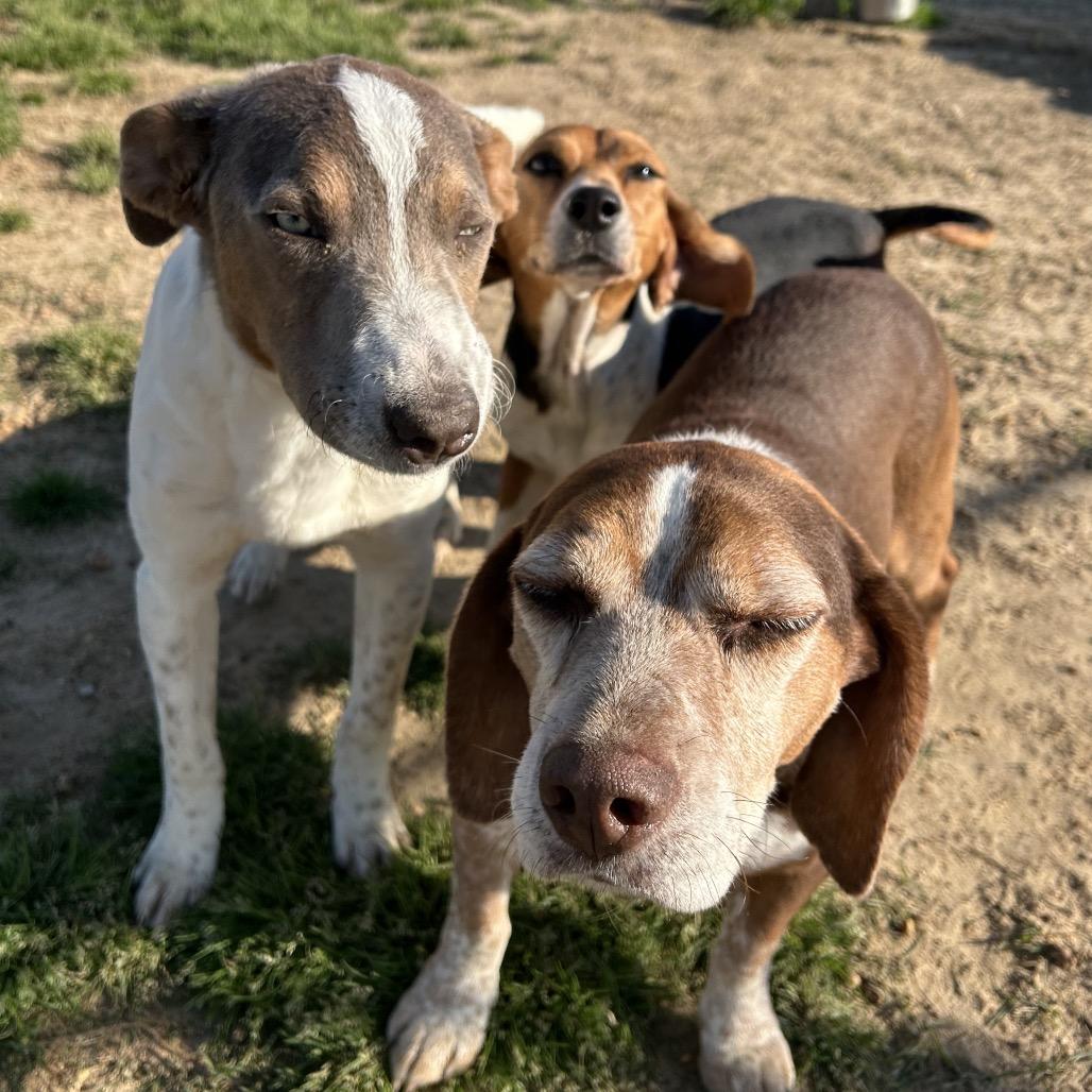 Bentley, Adoptable, Adult Male Beagle.