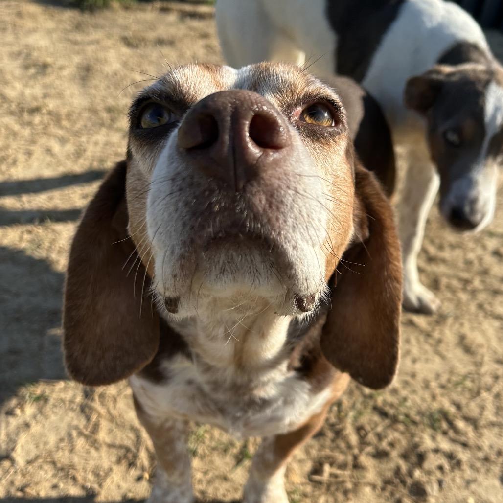 Enlarge Bentley, a Adoptable mixed breed in West Point, MS image 2/6