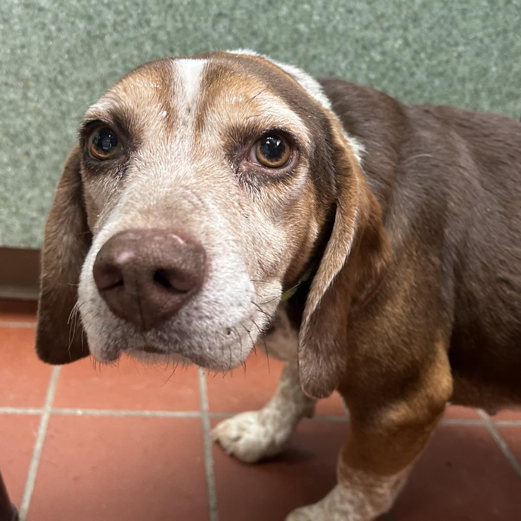 Bentley, Adoptable, Adult Male Beagle.