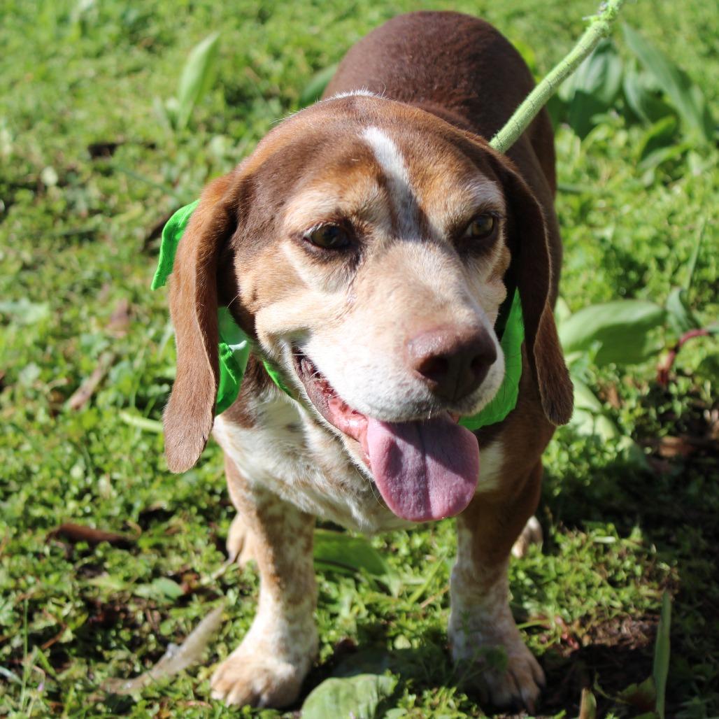 Enlarge Bentley, a Adoptable mixed breed in West Point, MS image 4/6