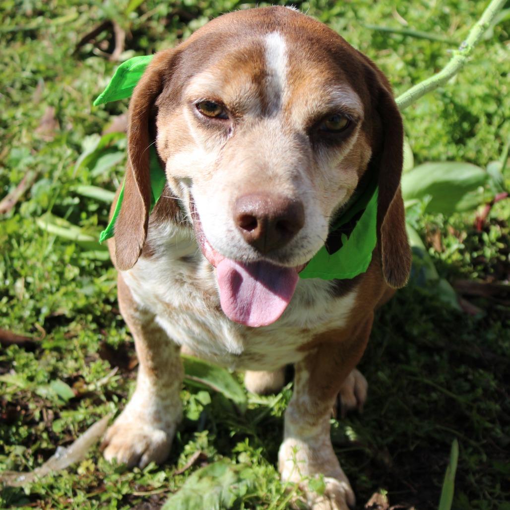Enlarge Bentley, a Adoptable mixed breed in West Point, MS image 5/6