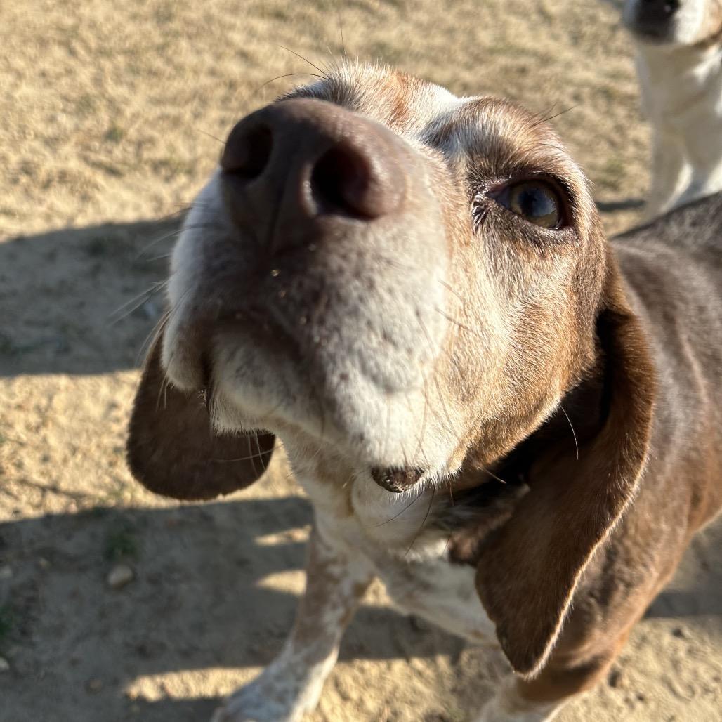 Enlarge Bentley, a Adoptable mixed breed in West Point, MS image 6/6