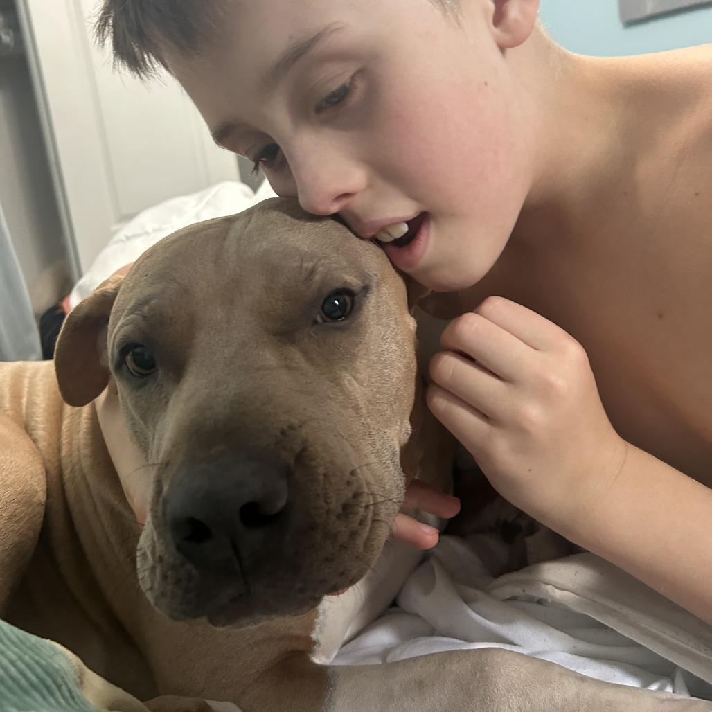 Enlarge Dallas, a Adoptable mixed breed in Dallas, TX image 1/6