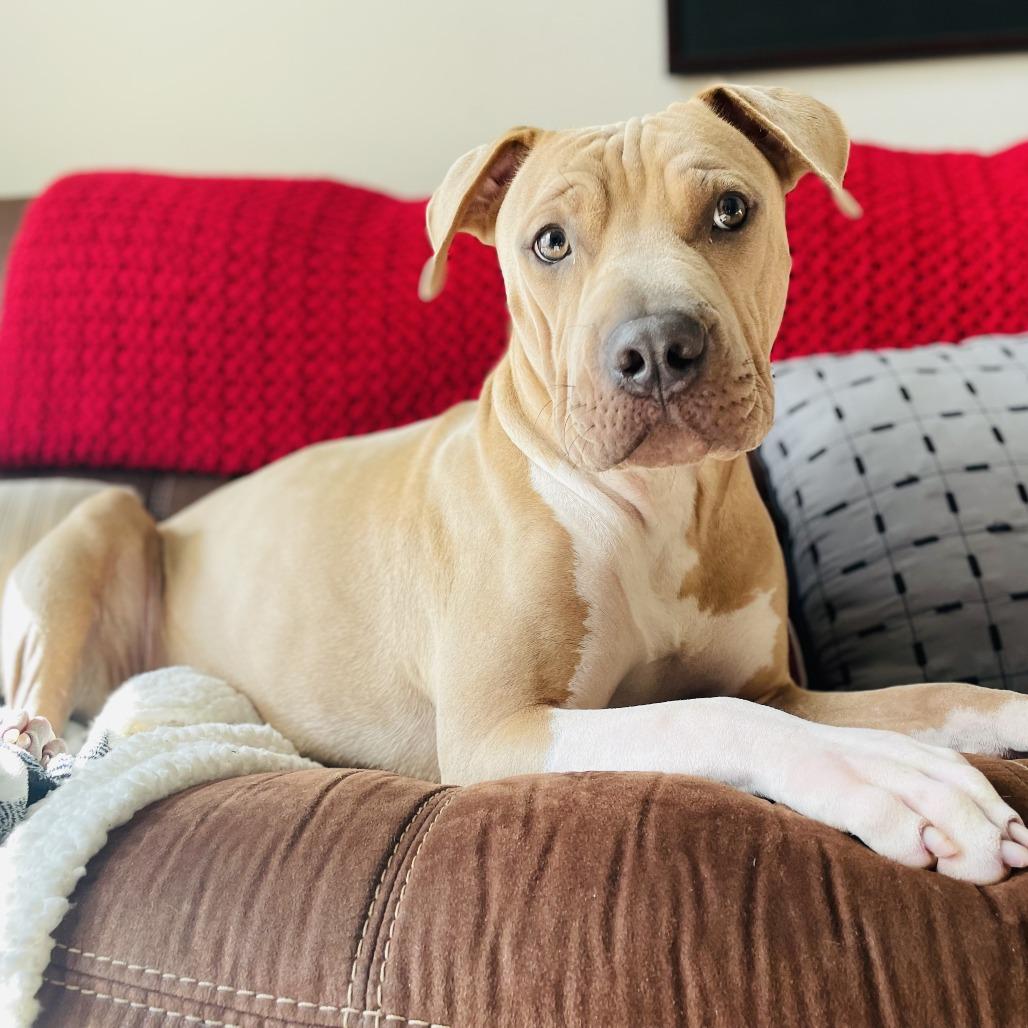 Enlarge Dallas, a Adoptable mixed breed in Dallas, TX image 3/6