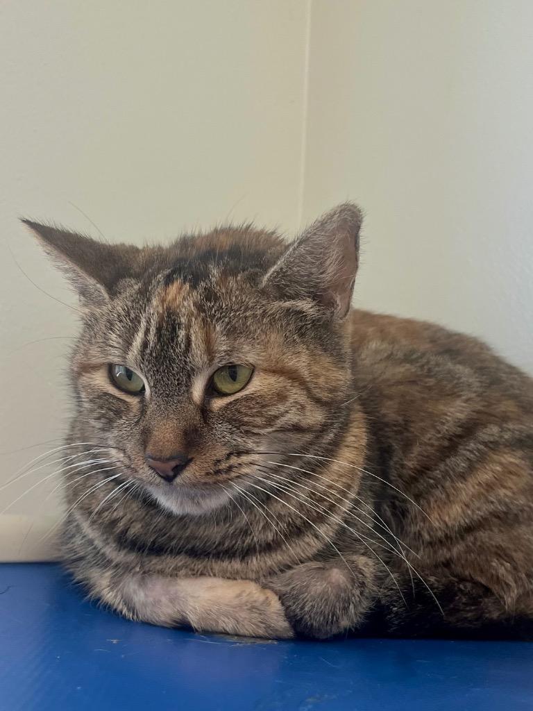 Enlarge Fern, a Adoptable mixed breed in Fall River, MA image 1/2