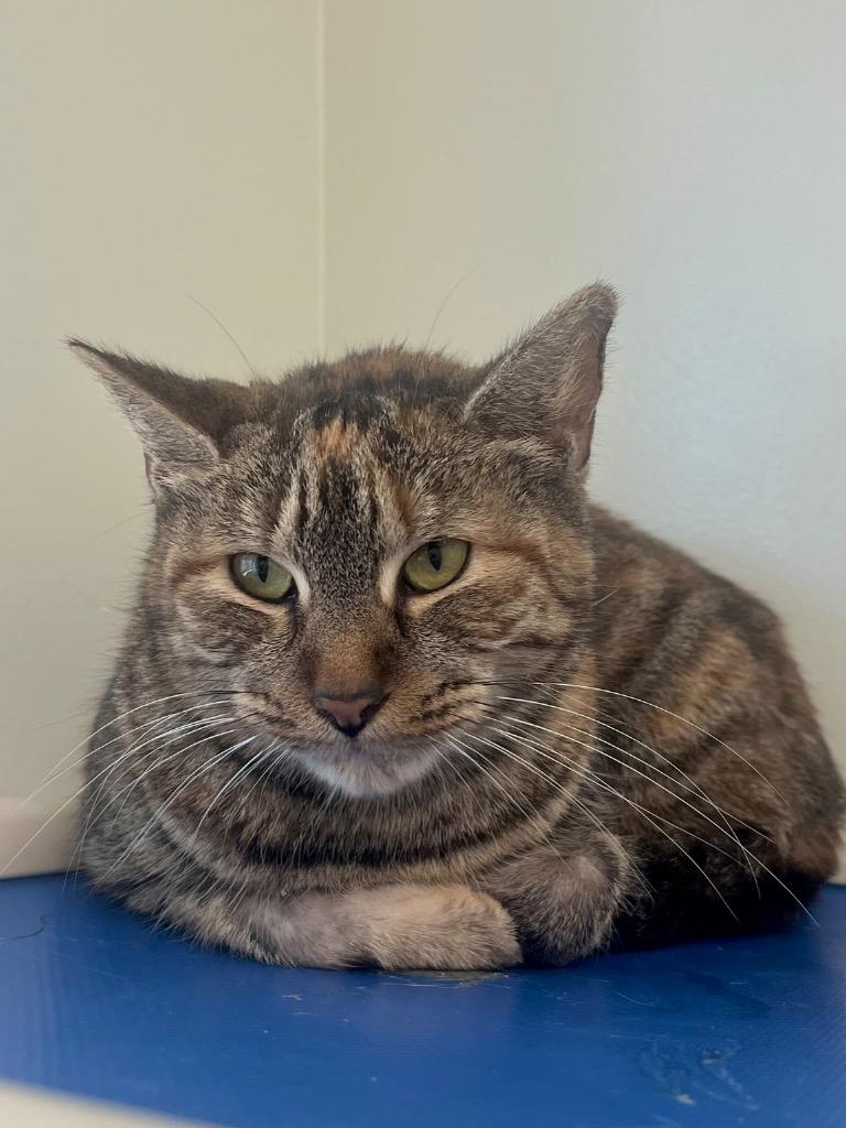 Enlarge Fern, a Adoptable mixed breed in Fall River, MA image 2/2