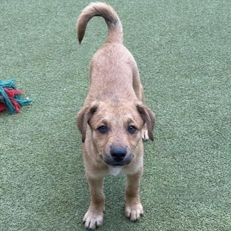 Enlarge chips, a Adoptable mixed breed in houston, TX image 5/6