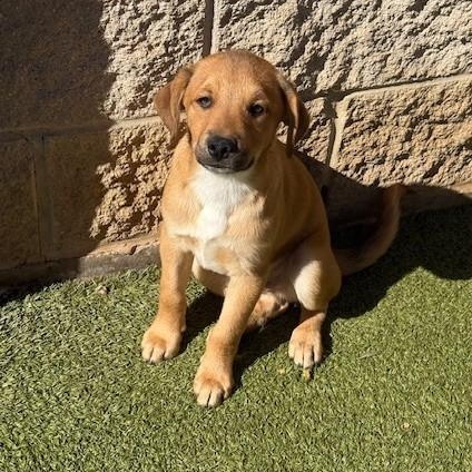 Enlarge chips, a Adoptable mixed breed in houston, TX image 6/6