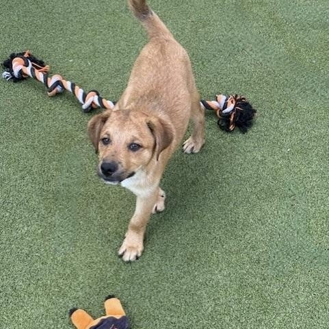 Enlarge chips, a Adoptable mixed breed in houston, TX image 4/6