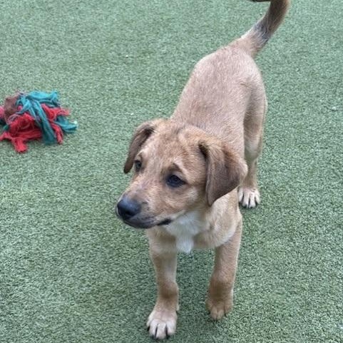 Enlarge chips, a Adoptable mixed breed in houston, TX image 3/6