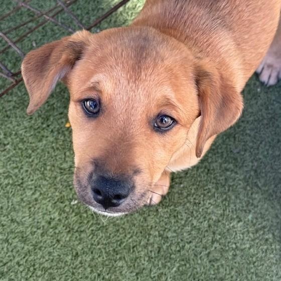 Enlarge chips, a Adoptable mixed breed in houston, TX image 2/6