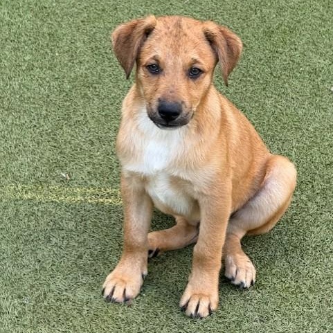 Enlarge chips, a Adoptable mixed breed in houston, TX image 1/6