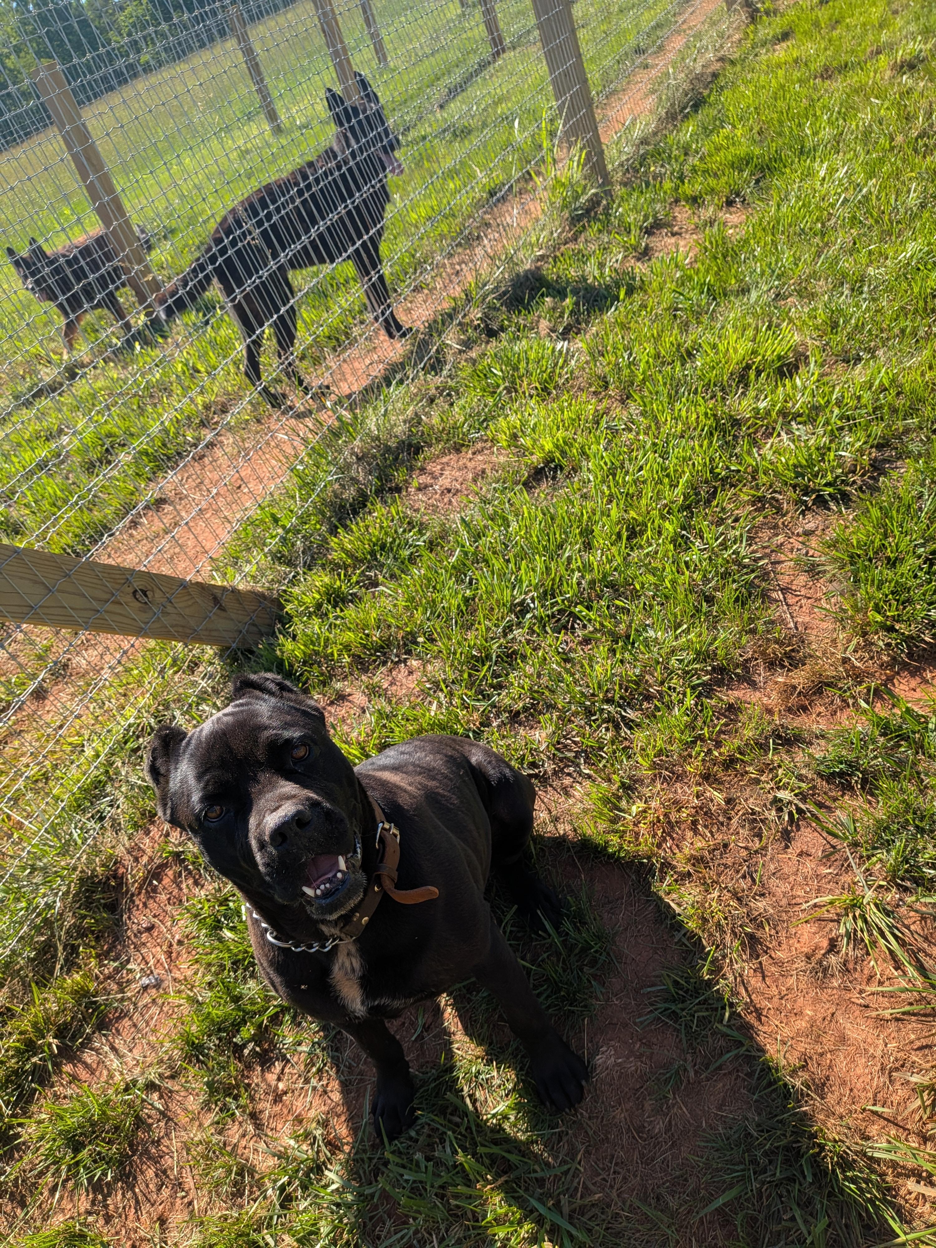 Enlarge Mia, a Adoptable Cane Corso in Rutherfordton, NC image 3/3