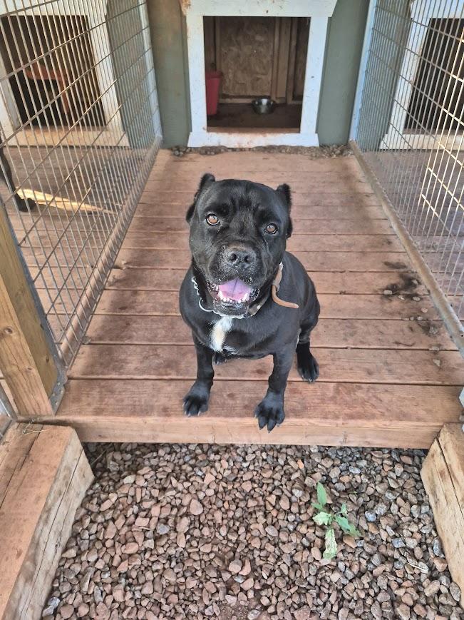 Mia, Adoptable, Adult Female Cane Corso.