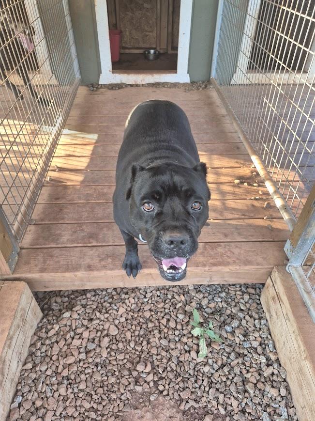 Enlarge Mia, a Adoptable Cane Corso in Rutherfordton, NC image 2/3