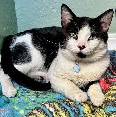 Enlarge Chairman "Coco" Meow, a Adoptable mixed breed in Sacramento, CA image 1/1